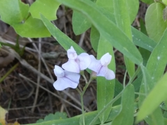 Lathyrus bijugatus