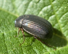 Serica sericea
