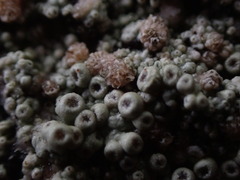 Coccotrema maritimum