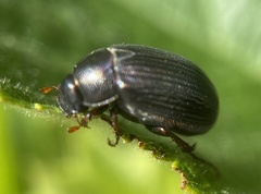 Serica sericea