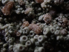 Coccotrema maritimum