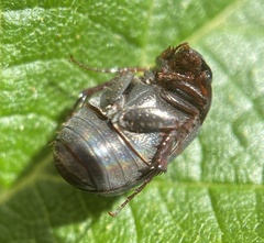 Serica sericea