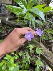 Ruellieae