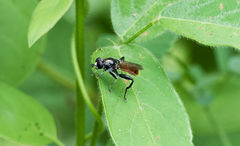 Xylota bicolor