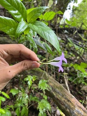 Ruellieae