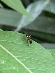 Trypherus frisoni