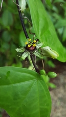 Passiflora itzensis