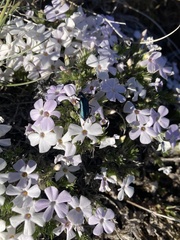 Phlox condensata