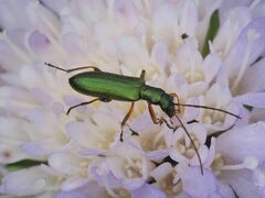 Chrysanthia geniculata