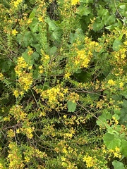 Hypericum brachyphyllum