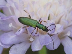 Chrysanthia geniculata