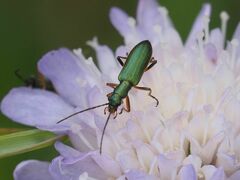 Chrysanthia geniculata
