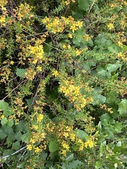 Hypericum brachyphyllum