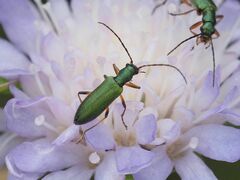 Chrysanthia geniculata
