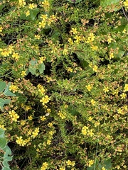 Hypericum brachyphyllum