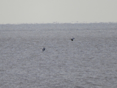 Chroicocephalus cirrocephalus