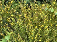 Hypericum brachyphyllum