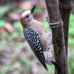 Melanerpes hoffmannii