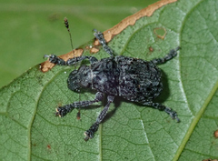 Lagopezus tenuicornis