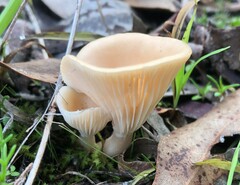 Singerocybe