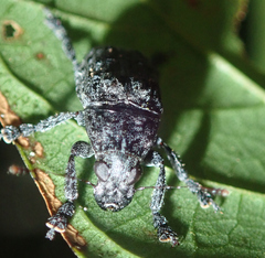 Lagopezus tenuicornis