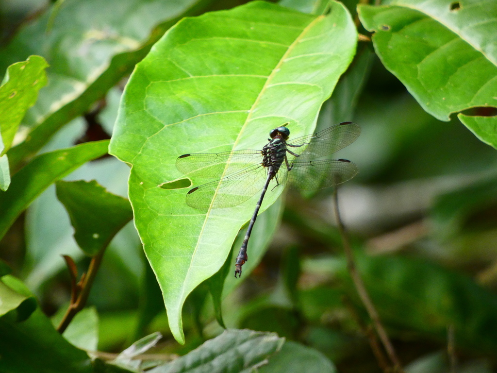 Tiny Forceptail