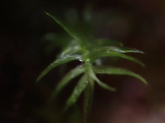 Bartramiopsis lescurii