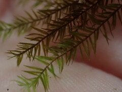 Bartramiopsis lescurii