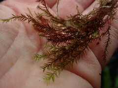 Bartramiopsis lescurii