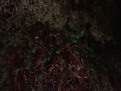 Bartramiopsis lescurii