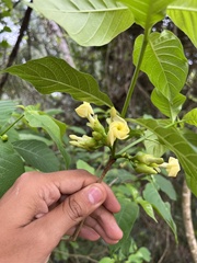 Tabernaemontana ochoterenae