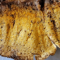 Hypomyces polyporinus