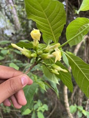 Tabernaemontana ochoterenae