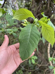 Tabernaemontana ochoterenae