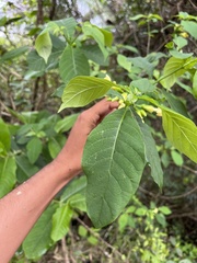 Tabernaemontana ochoterenae