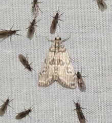 Elophila gyralis