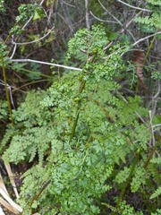 Odontosoria aculeata