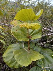Coccoloba pubescens