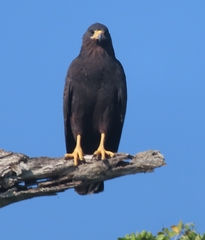 Buteogallus anthracinus anthracinus