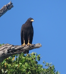Buteogallus anthracinus anthracinus