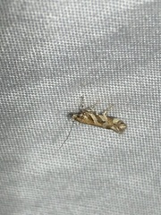 Aristotelia devexella