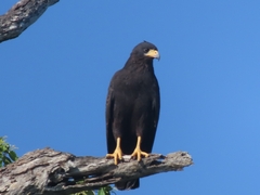Buteogallus anthracinus anthracinus