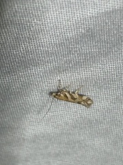 Aristotelia devexella