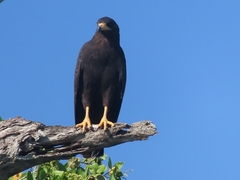 Buteogallus anthracinus anthracinus