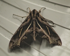 Hemeroplanes longistriga