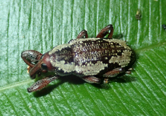 Heilipodus lateralis