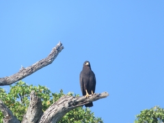 Buteogallus anthracinus anthracinus