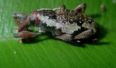 Heilipodus lateralis
