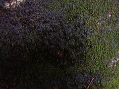 Hygrohypnum