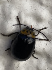 Morphosphaera japonica